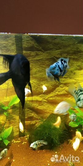 Рыбка сапфировый попугай