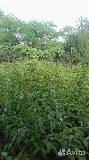 Саженцы кизила