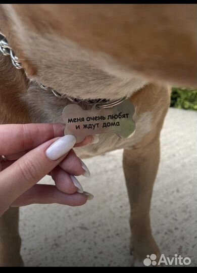 Адресник для собак