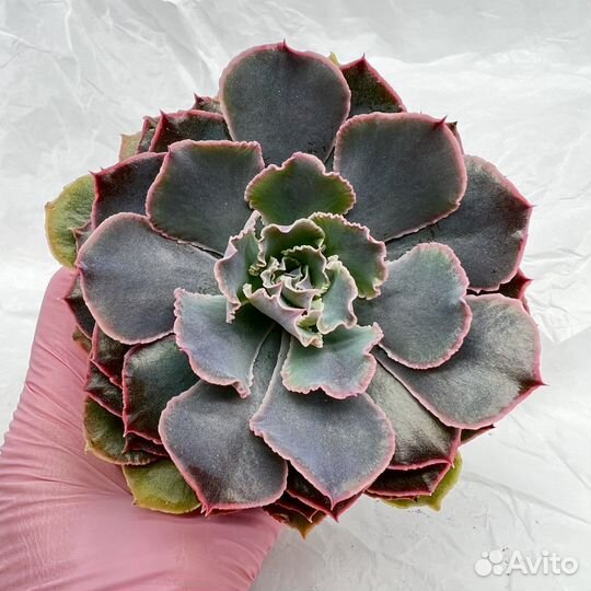 Суккуленты/ Эчеверии