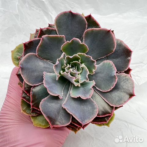 Суккуленты/ Эчеверии