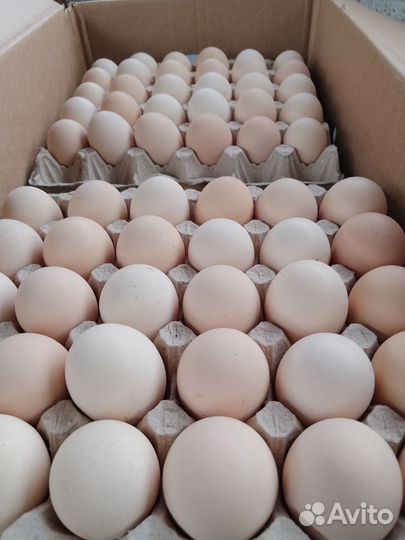 Инкубационное яйцо