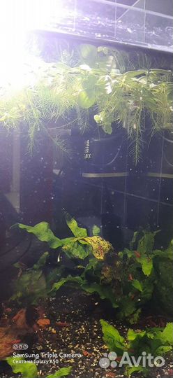 Аквариум 45 литров