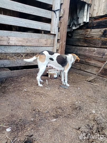 Щенки русской пегой гончей