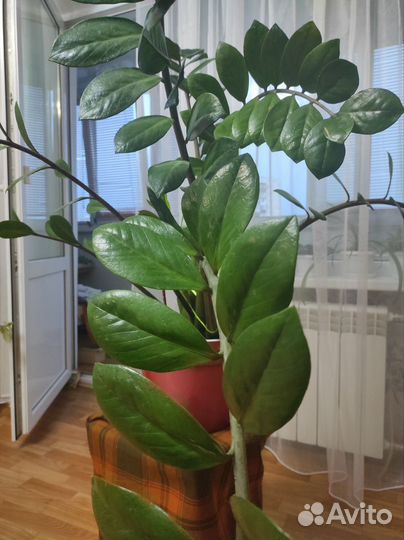 Замиокулькас