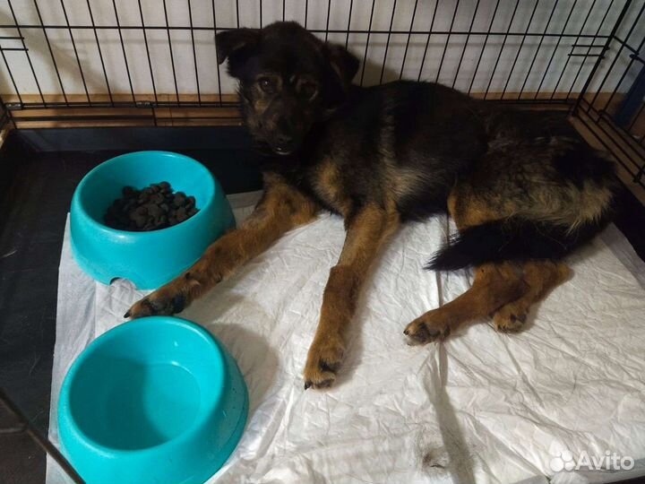 Нашли обездвиженного в луже и ищем помощь и дом