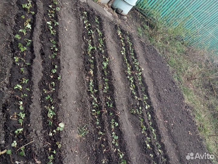 Клубника саженцы