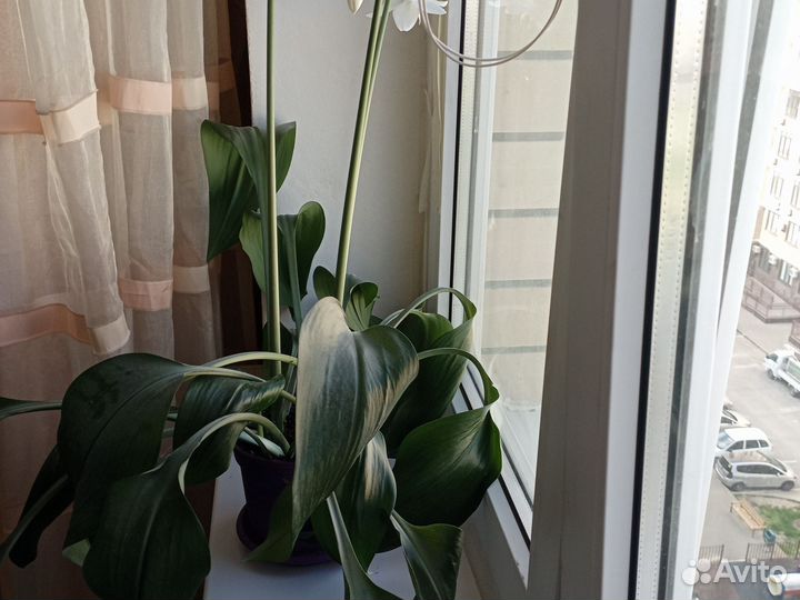 Эухарис амазонская лилия