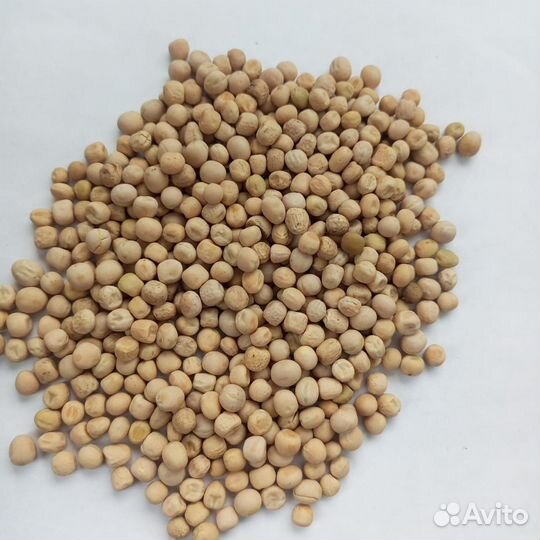Продам горох продовольственный в мешках 40 т