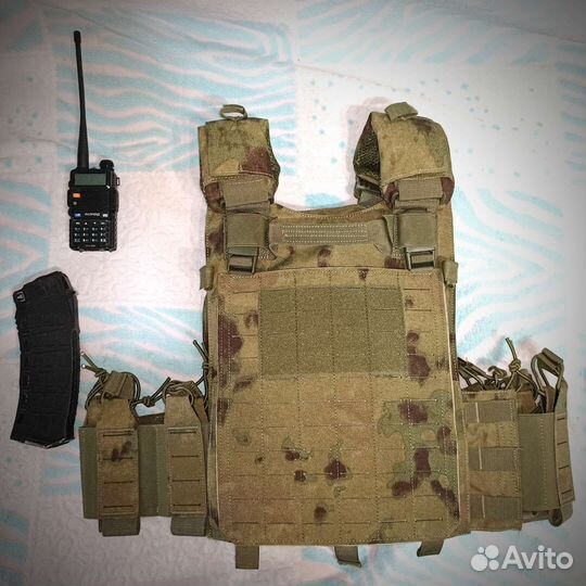 Плитник мох