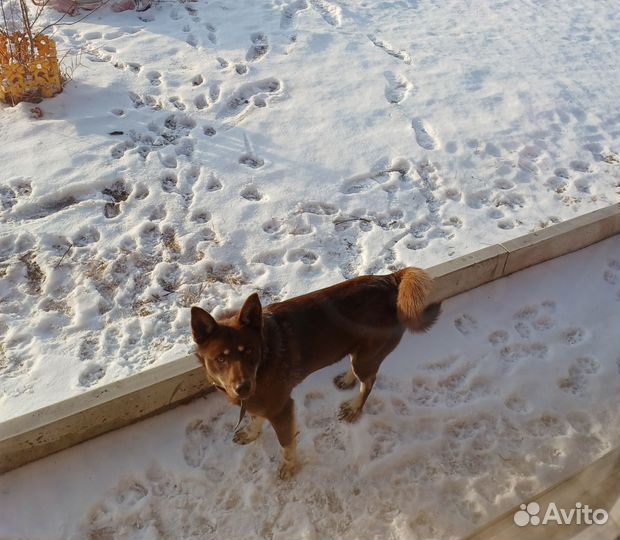 Кобель лайки бесплатно в добрые руки