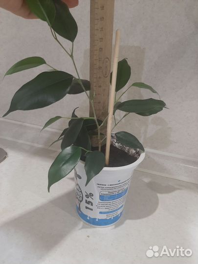 Фикус бенджамина