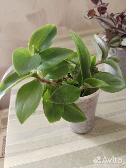 Традесканция, хлорофитум