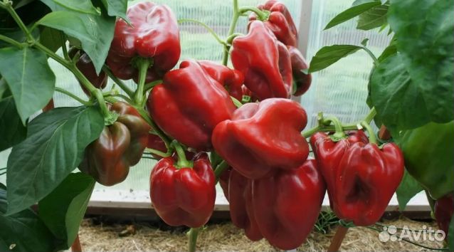 Семена перца Клаудио F2