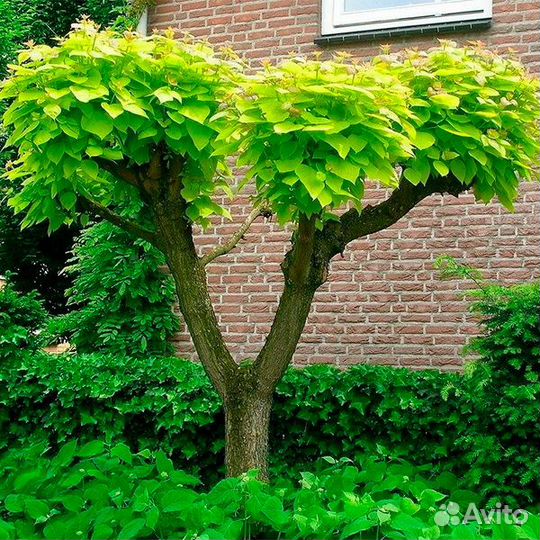 Катальпа бигнониевидная Catalpa bignonioides семен