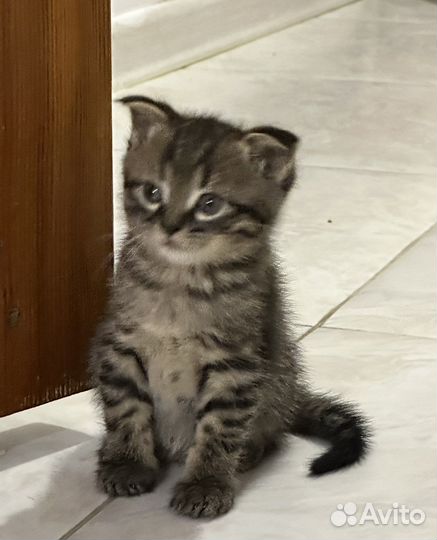 Вислоухий котенок