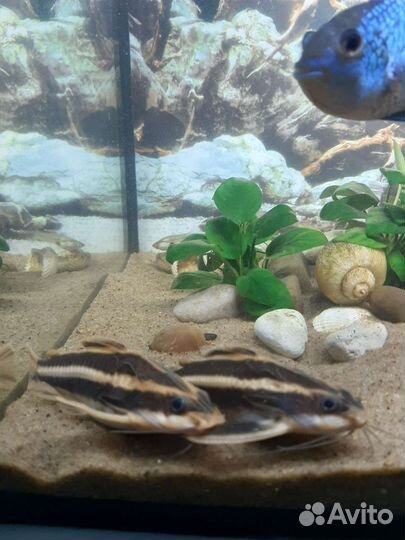 Сомик платидорас