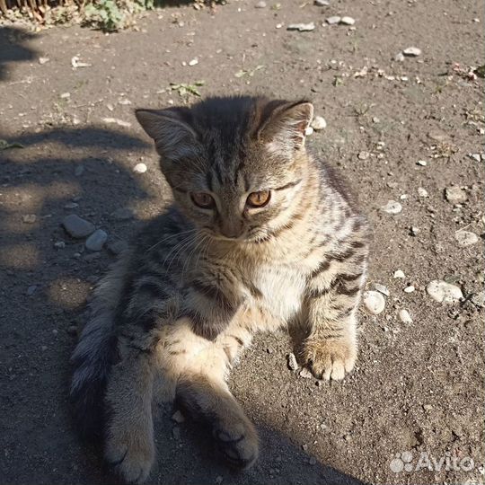 Котенок