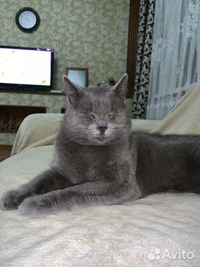 Британец/Шотланец кот на вязку