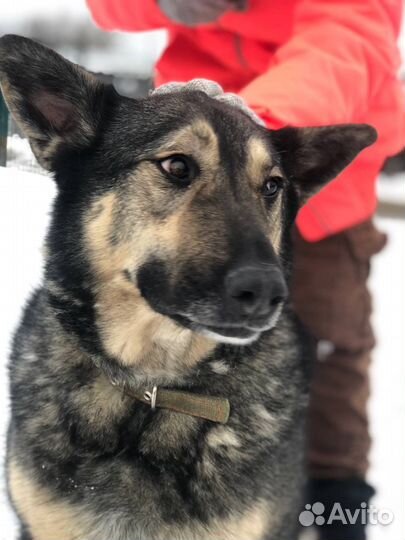 Ариель - собака с тяжелой судьбой