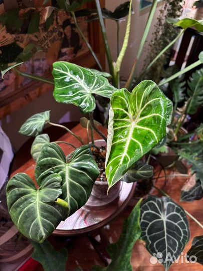 Филодендрон глориозум зебра