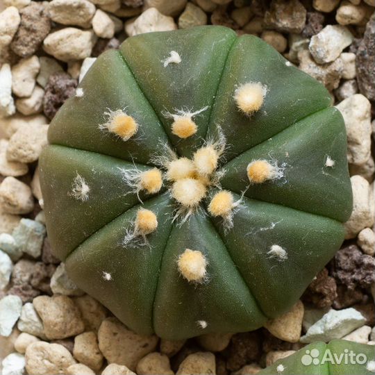 Кактус Астрофитум