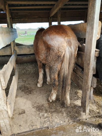 Лошади советский тяжеловоз