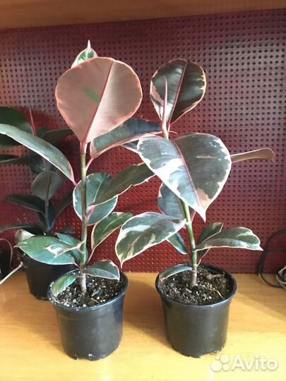 Фикусы, филодендроны,глоксиния,блехнум и другие