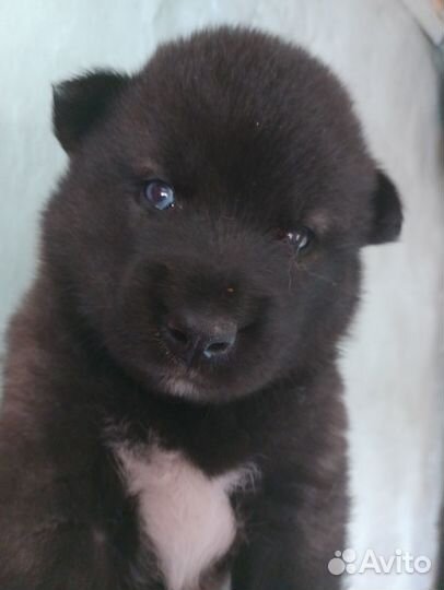 В добрые руки