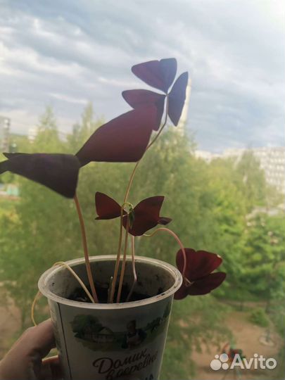 Кислица оксалис