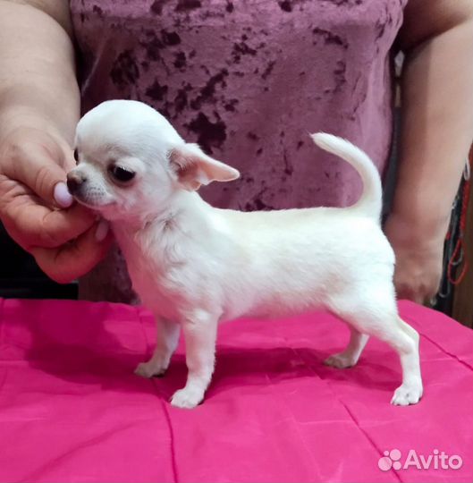 Щенки чихуахуа мини девочки