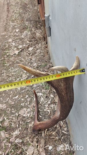 Продам рога оленя