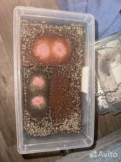 Черви для кормления рыб