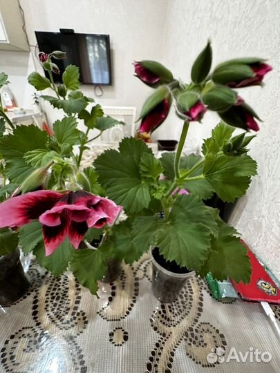 Герань королевская