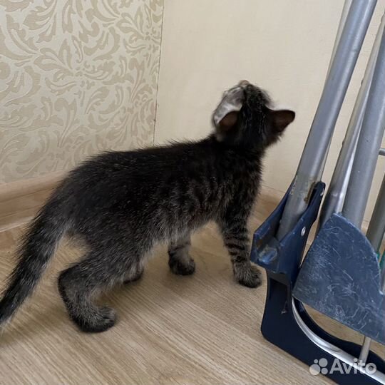 Котята даром