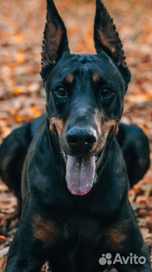 Доберман для фотосессии