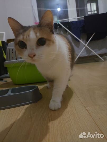 Кошка ищет дом