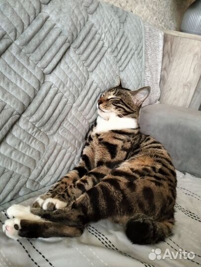 Кот метис в добрые руки