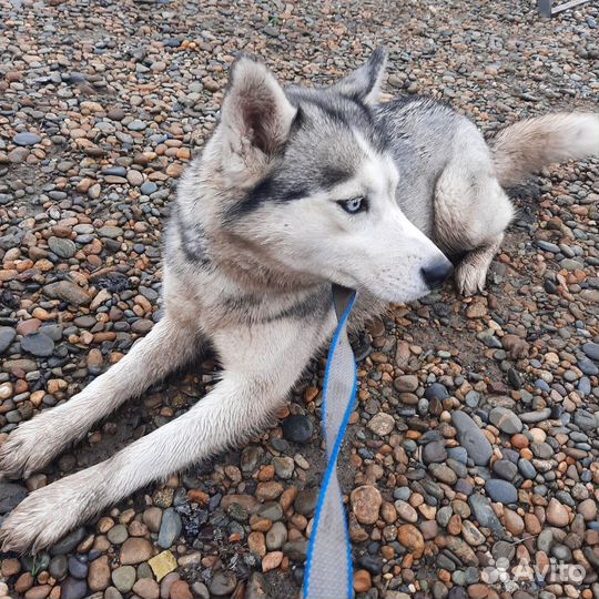 Бесплатно в добрые руки