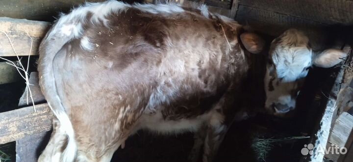 Корова с теленком