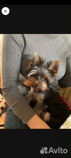 Йоркширский терьер