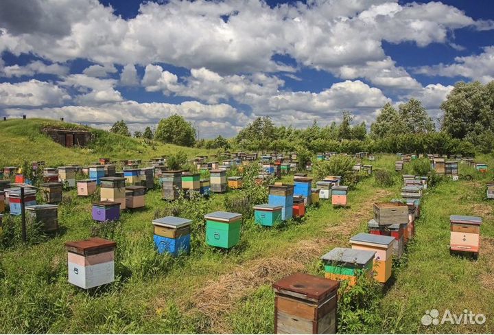 Мед натуральный с Алтая опт