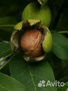 Грецкий орех саженцы