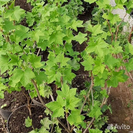 Саженцы черной смородины Добрыня