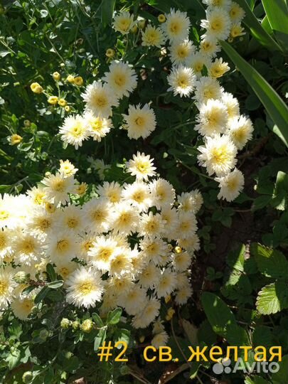 Хризантемы мультифлора