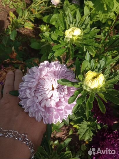 Рассада однолетних цветов