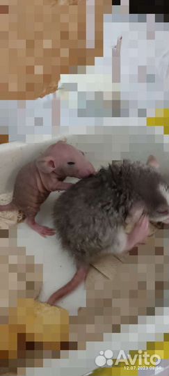 Крысята сфинкс и рекс