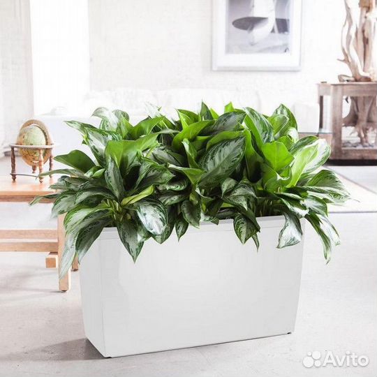 Аглаонема в кашпо Lechuza Cararo