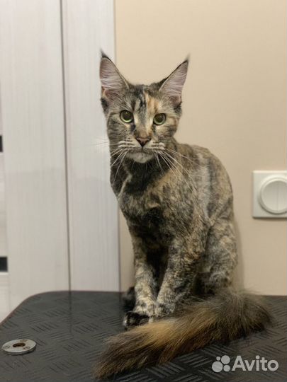 Стрижка животных