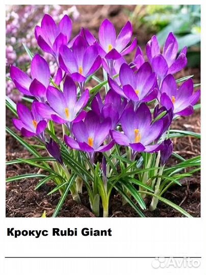 Луковицы весенних цветов